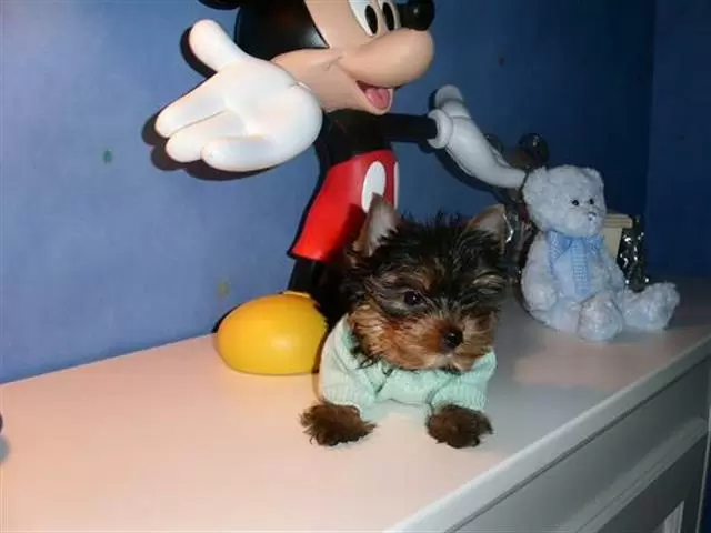 $200 : adopt Yorkie;s two available image 1