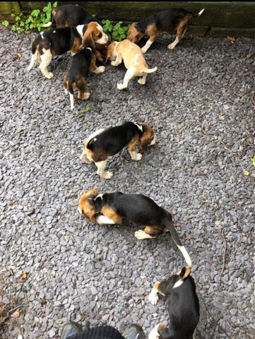 $500 : Lovely Beagle puppies for sale image 1