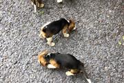 Lovely Beagle puppies for sale