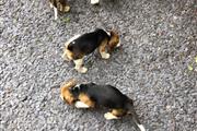 $500 : Lovely Beagle puppies for sale thumbnail