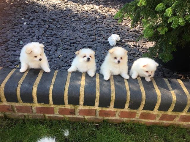 Pomerania Puppies for Rehoming image 2