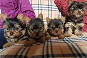 Yorkies a la venta en Fort Lauderdale