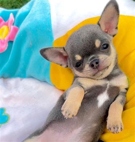 $250 : Chihuahua puppies for sale image 4