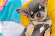 $250 : Chihuahua puppies for sale thumbnail