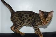 hermoso gatito de bengala en Tempe