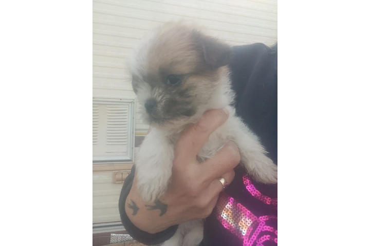 $100 : Puppy image 1