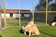 Buy Golden Retriever Pup en Omaha
