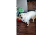 $350 : Yorkie thumbnail