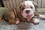 Quality New English Bulldog en Kings County