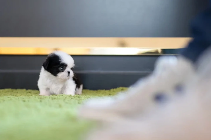 $350 : Shih Tzu taza de té image 2