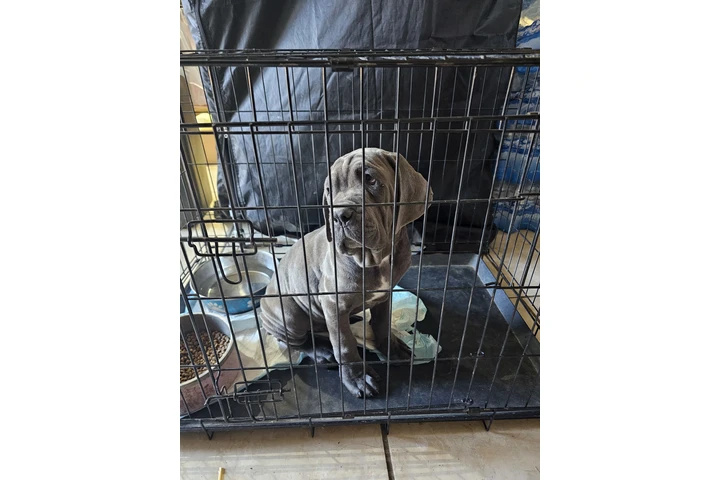 $650 : Cane corso image 3