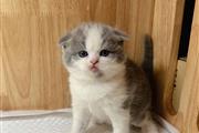 $280 : Scottish fold kittens Ready thumbnail