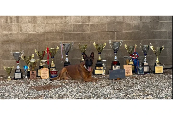 Rottweiler Protection Dogs image 1