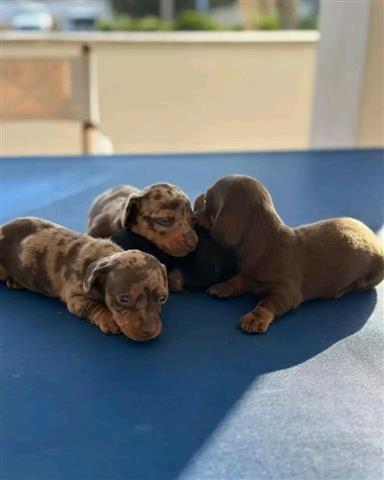 $400 : Vaccinated dachshund puppies image 3