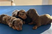 $400 : Vaccinated dachshund puppies thumbnail