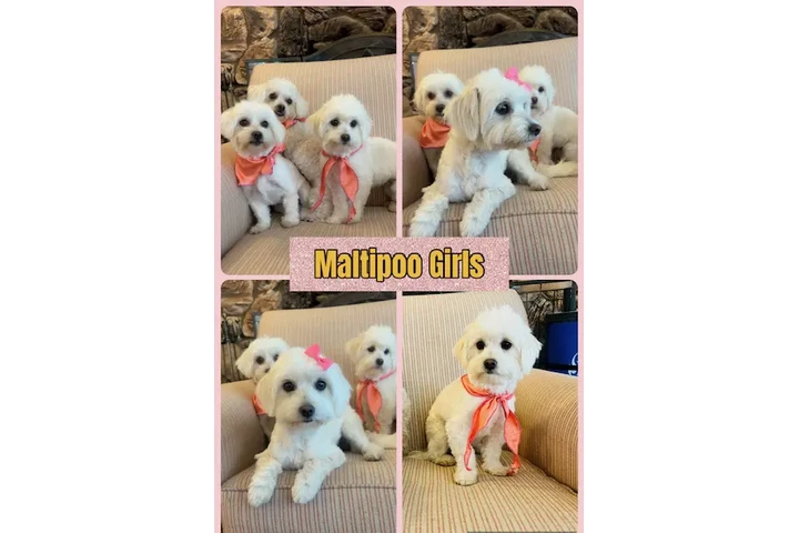 $250 : MALTIPOOS image 3