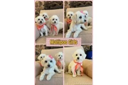 $250 : MALTIPOOS thumbnail
