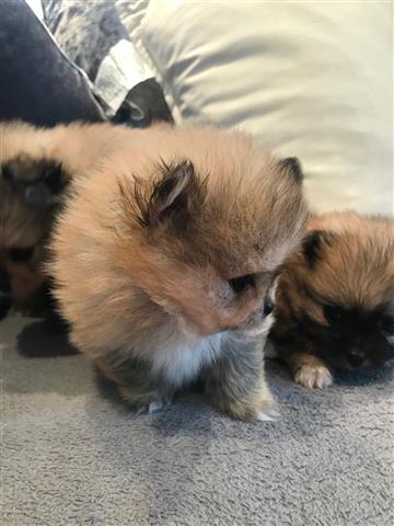 $500 : Cachorros de Pomerania taza de image 1