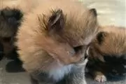 Cachorros de Pomerania taza de en Poza Rica de Hidalgo