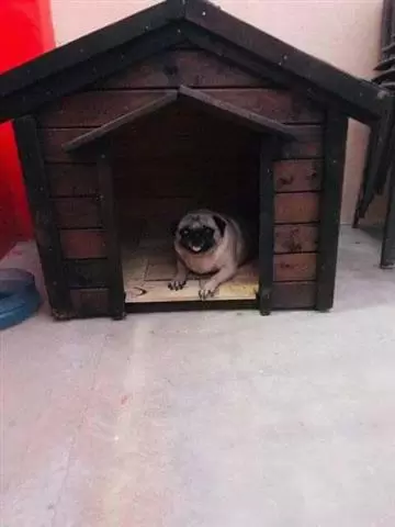 CASITAS RUSTICAS PARA PERROS image 4