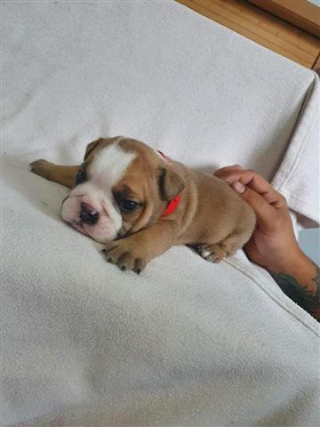 $700 : adorable bulldog ingles image 4