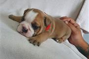 $700 : adorable bulldog ingles thumbnail