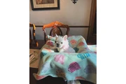 Smart Fluffy Frenchies puppies thumbnail