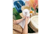Pomeranian puppies en Miami