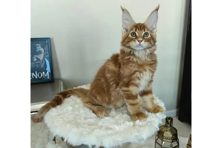 $550 : Maine Coon Entrenado para Adop image 2