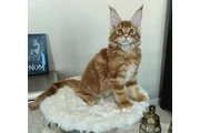 $550 : Maine Coon Entrenado para Adop thumbnail
