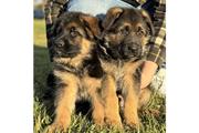 Cachorros de pastor alemán