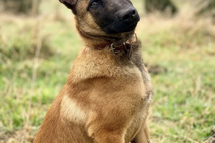 $2300000 : Belga Malinois by Masqueen ok. image 1