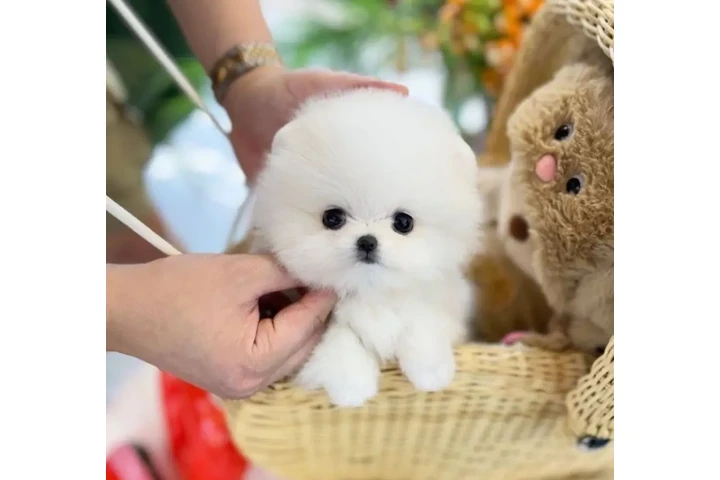 $300 : Pomeranian puppies image 3