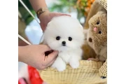 $300 : Pomeranian puppies thumbnail