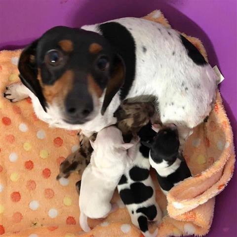 $600 : Cachorros de teckel de pelo image 1