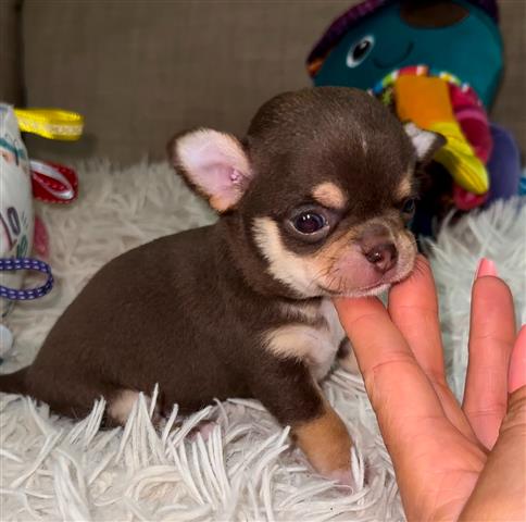 $250 : Cacharro Chihuahua image 6