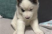 $410 : Súper husky siberiano thumbnail