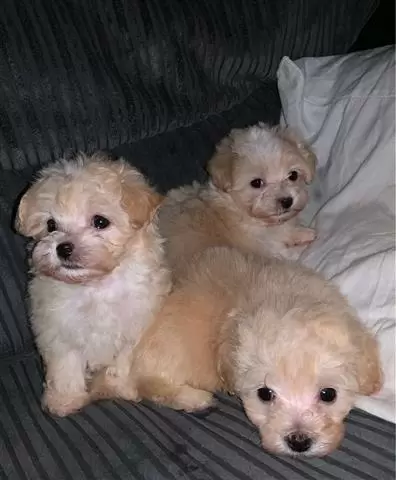$400 : Amazing Micro Maltese Availab image 2