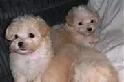 $400 : Amazing Micro Maltese Availab thumbnail