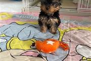 Lovey Yorkie puppies for sale