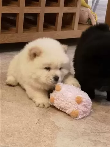 $400 : Well Socialized chow chow Pup image 2