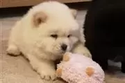 $400 : Well Socialized chow chow Pup thumbnail