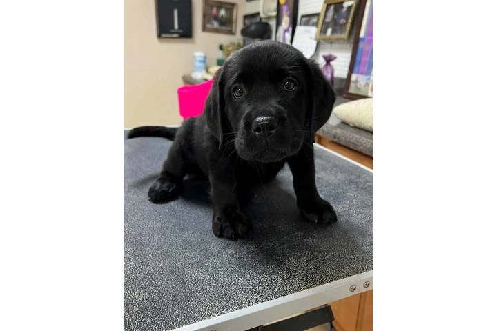 $950 : Loving puppies for homes image 3