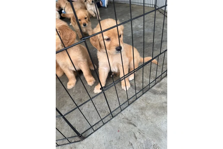 $350 : cachorros de golden retriever image 2