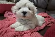 Buy Outgoing Social Maltese en Cleveland
