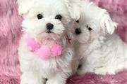 $600 : Cute Maltese babbies thumbnail
