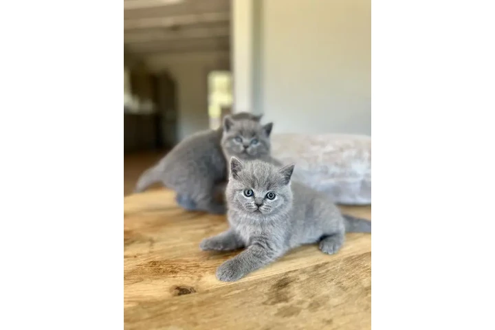 $280 : British Shorthair for sale image 2