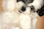 $400 : Healthy and Clean Puppies thumbnail