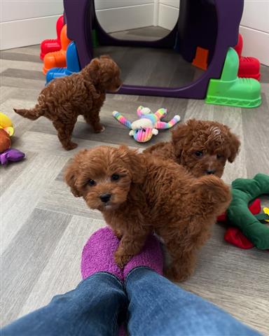 $500 : Cachorros cavapoo listos image 3