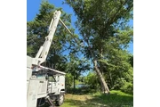 El Costeño Tree Service thumbnail 3